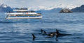 Major Marine Tours - Whale Watching Tours