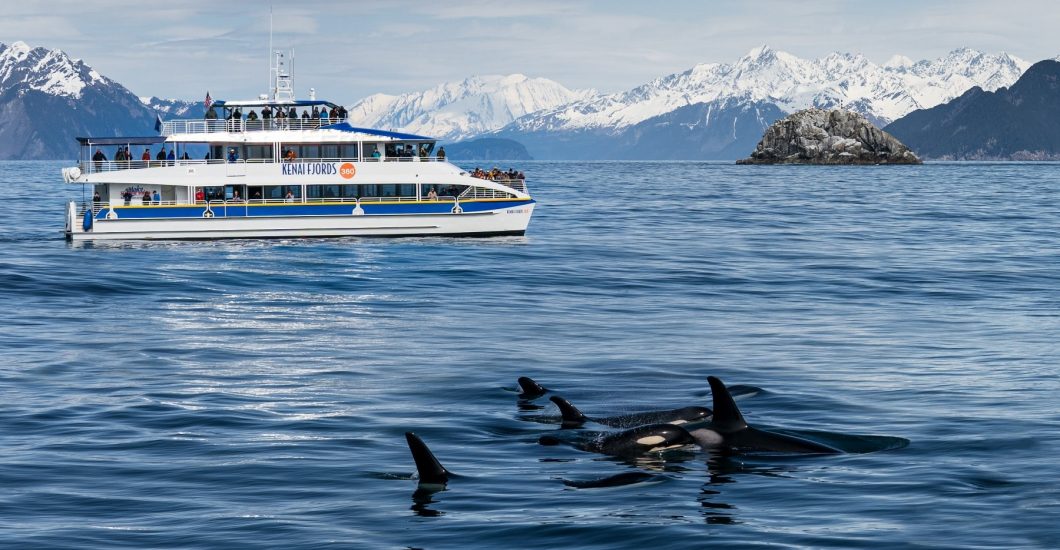 Major Marine Tours - Whale Watching Tours