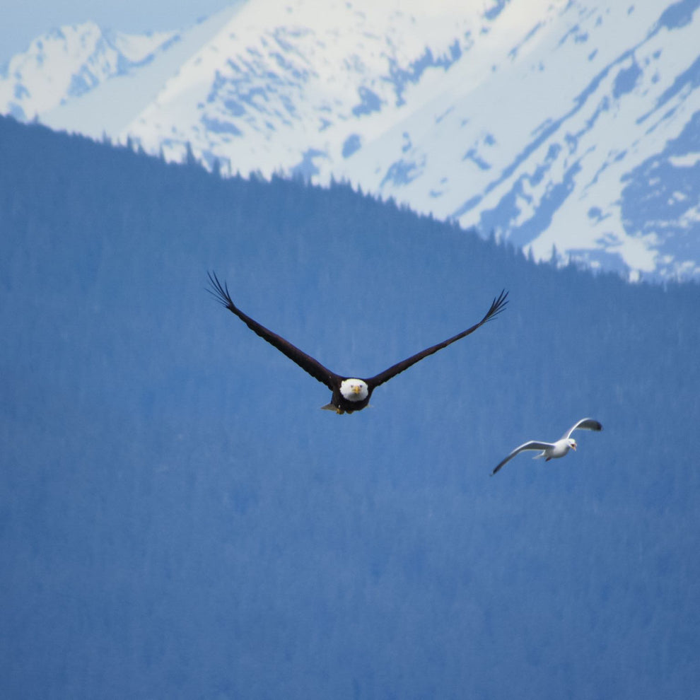 Sea Kayaking -Tonsina Point Kayak & Rainforest Exploration